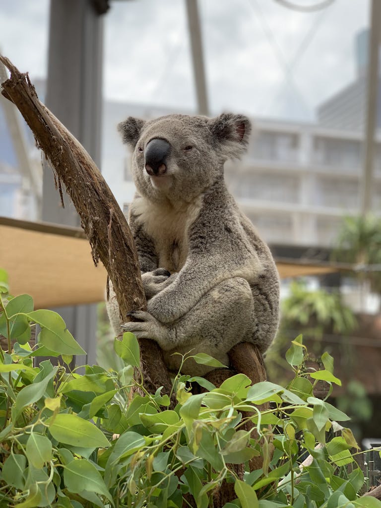 A cute koala (Phascolarctos cinereus) sitting on a branch indoors in Sydney, Australia.
